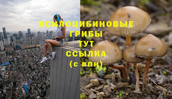 сатива Абаза